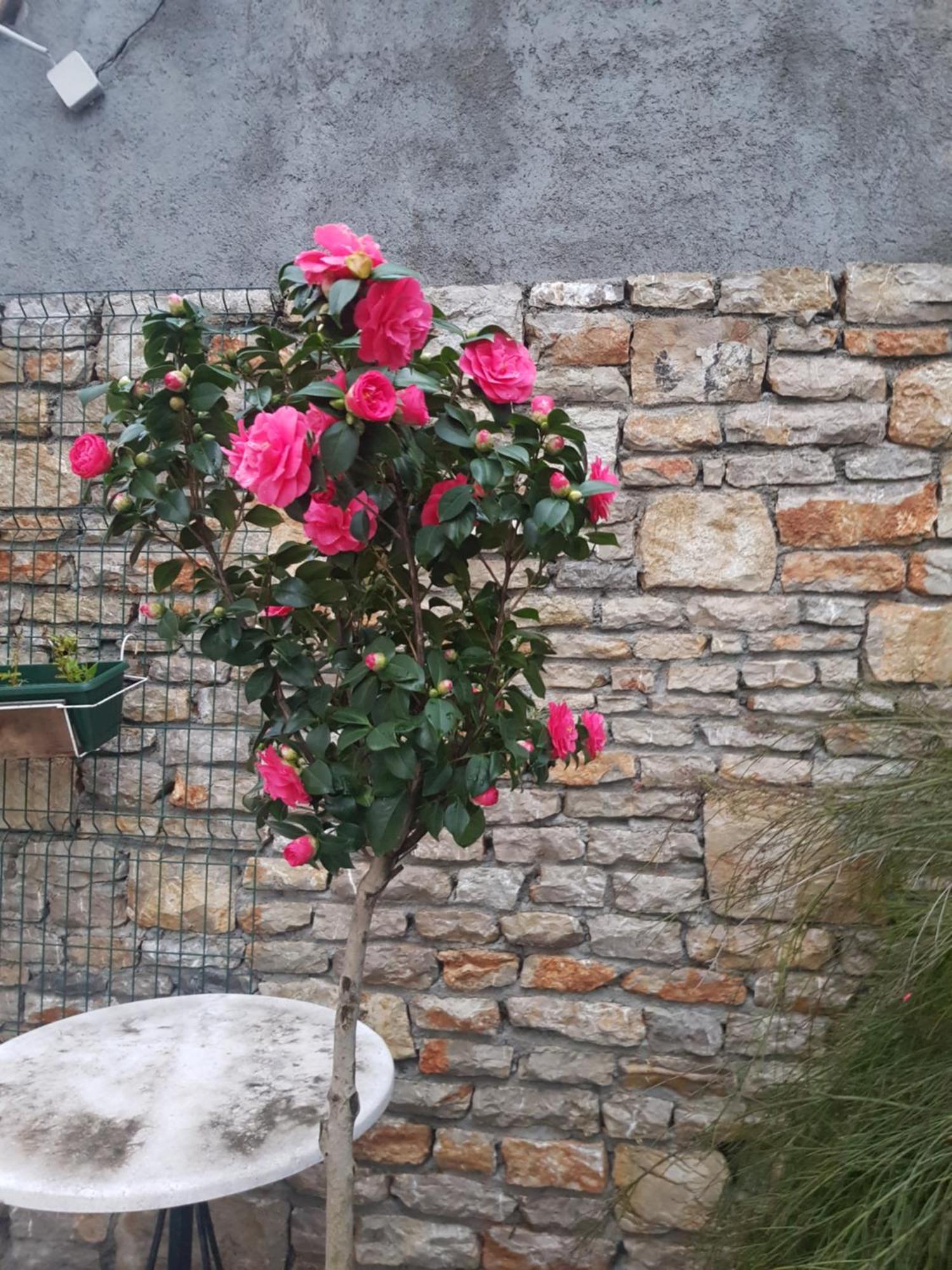 Studio Apartman Sa Pogledom Na More Meljine Esterno foto